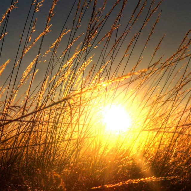 Golden Sunset Sunlight Through Wheat Fiedl iPad wallpaper 
