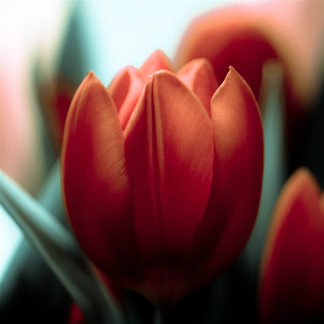 Garden Tulip Flower Macro iPad wallpaper 