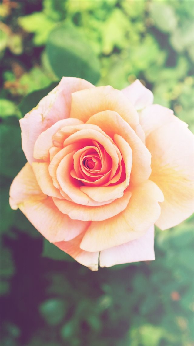 Beautiful Pink Rose Flower Macro iPhone 8 wallpaper 