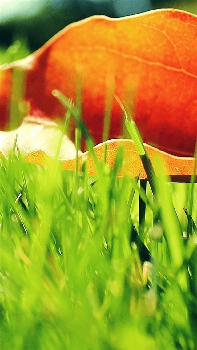 Yellow Leaf Macro On Green Grassland iPhone 8 wallpaper 
