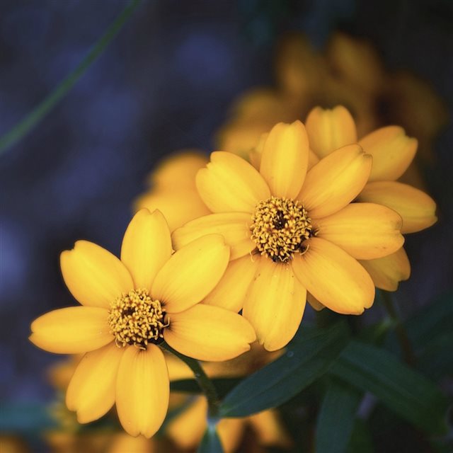 Beautiful Yellow Flower iPad wallpaper 
