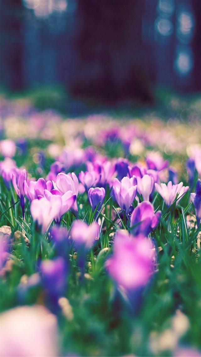Nature Spring Purple Blossom Flower Garden Bokeh iPhone 8 wallpaper 