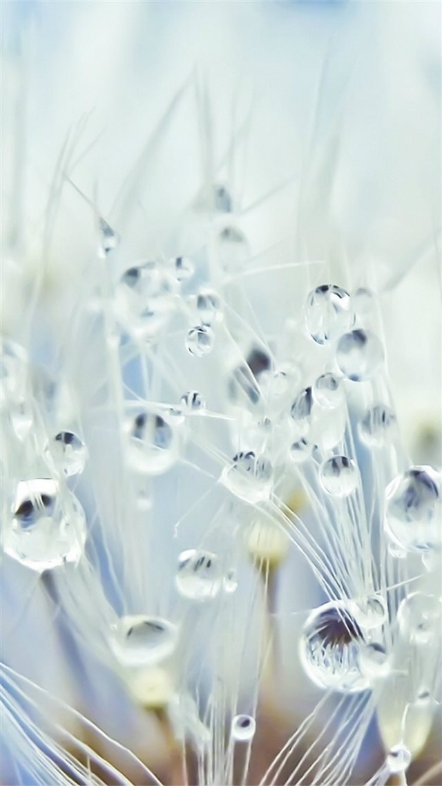 Pure Crystal Dew Dandelion Flower Water Drop Globe Macro iPhone 8 wallpaper 