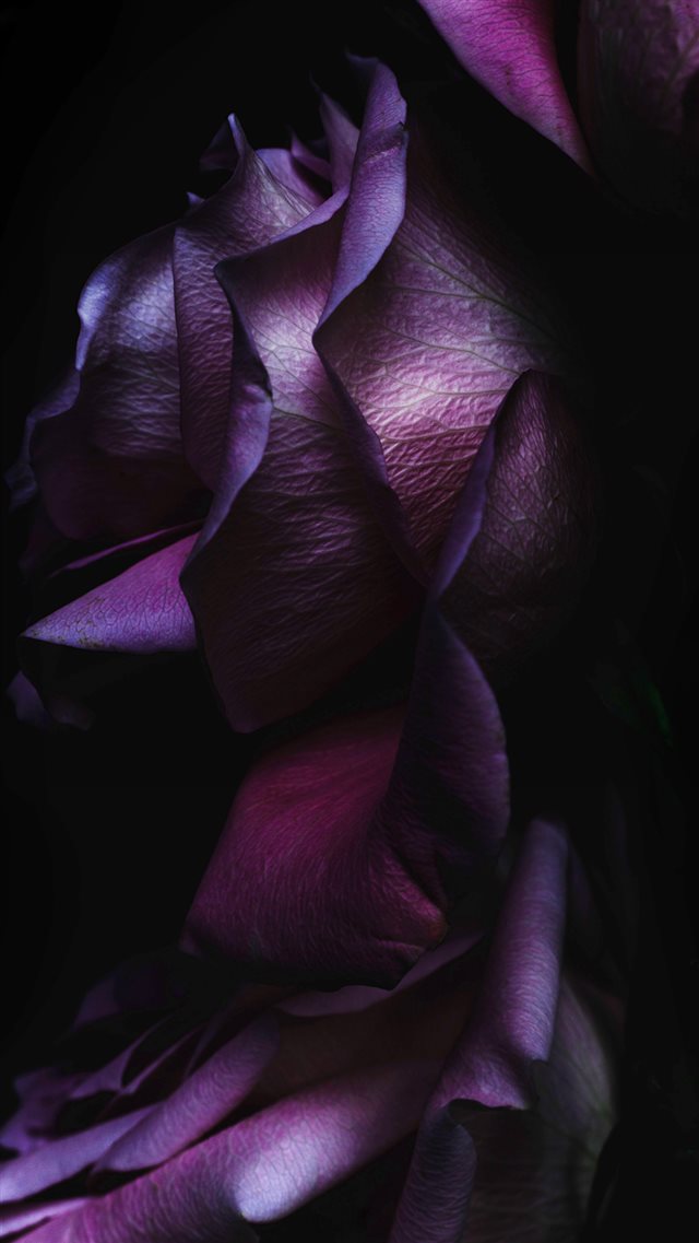 iOS9 Purple Rose Flower Art Wallpaper iPhone 8 wallpaper 