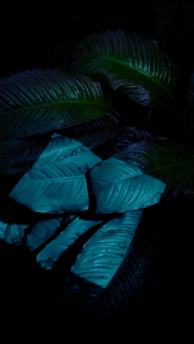 Dark Wet Rainy Leaf Macro iOS9 Wallpaper iPhone 8 wallpaper 