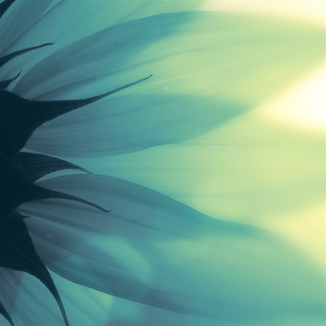 Cool Summer Flower Transparent Petal iPad wallpaper 