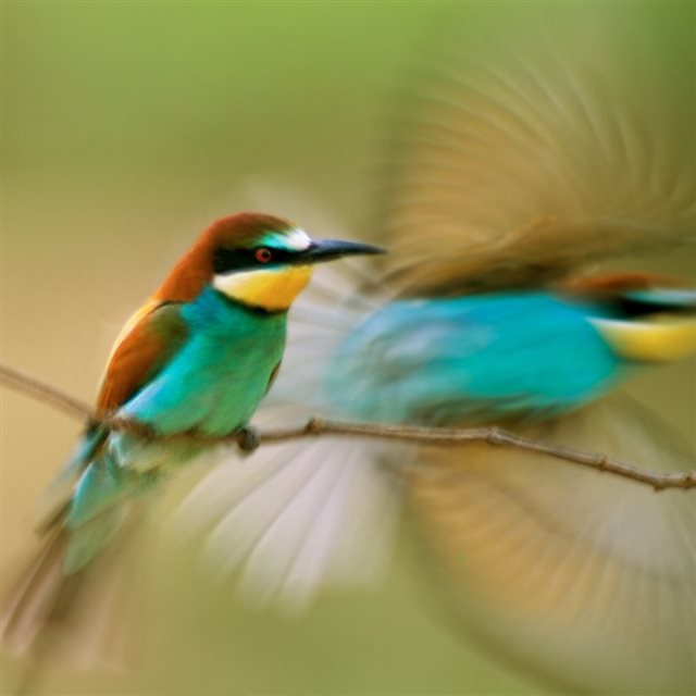 Natural Humming Bird iPad wallpaper 