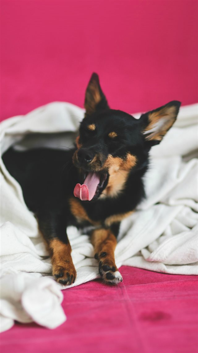 Love Dog Yawn Cute Animal iPhone 8 wallpaper 