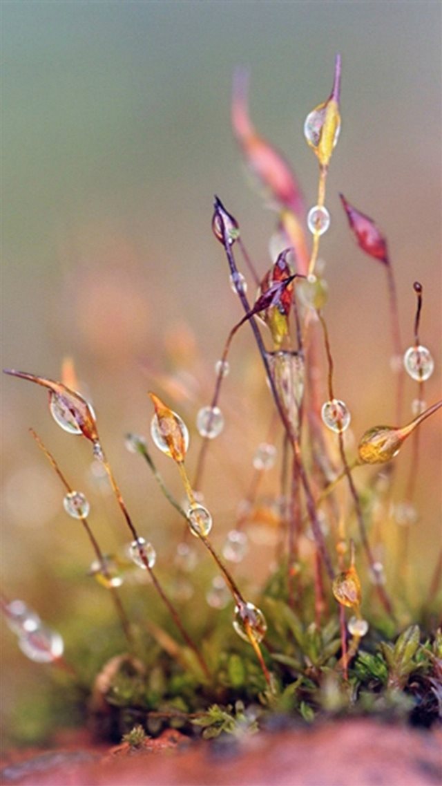 Nature Dew Plant Leafy Grass Blur  iPhone 8 wallpaper 