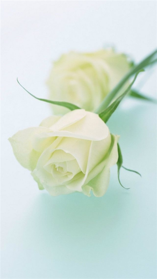 Pure Elegant White Rose Plant Branch iPhone 8 wallpaper 