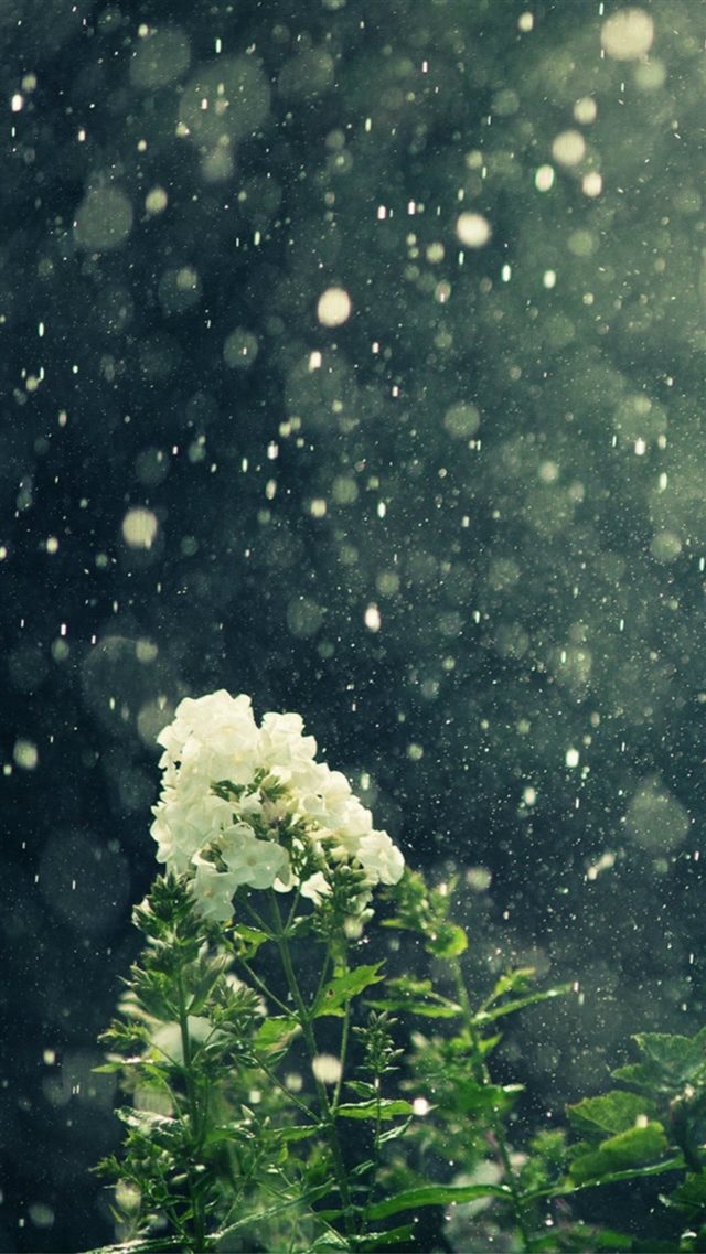 Dreamy Blowing Rain Beautiful White Flower Branch iPhone 8 wallpaper 