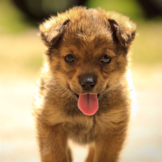 Cute Puppy Dog Spit Out The Tongue iPad wallpaper 