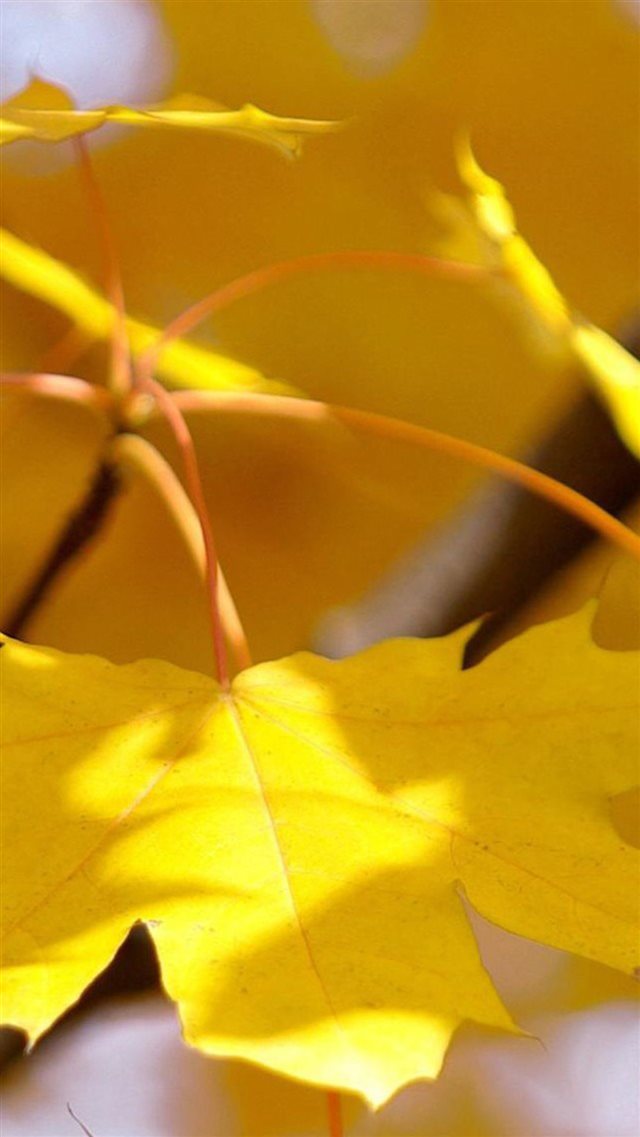 Nature Fall Autumn Yellow Leaf Macro iPhone 8 wallpaper 
