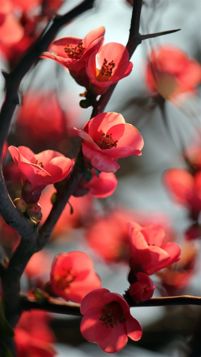 Red Cherry Tree Flowers iPhone 8 wallpaper 