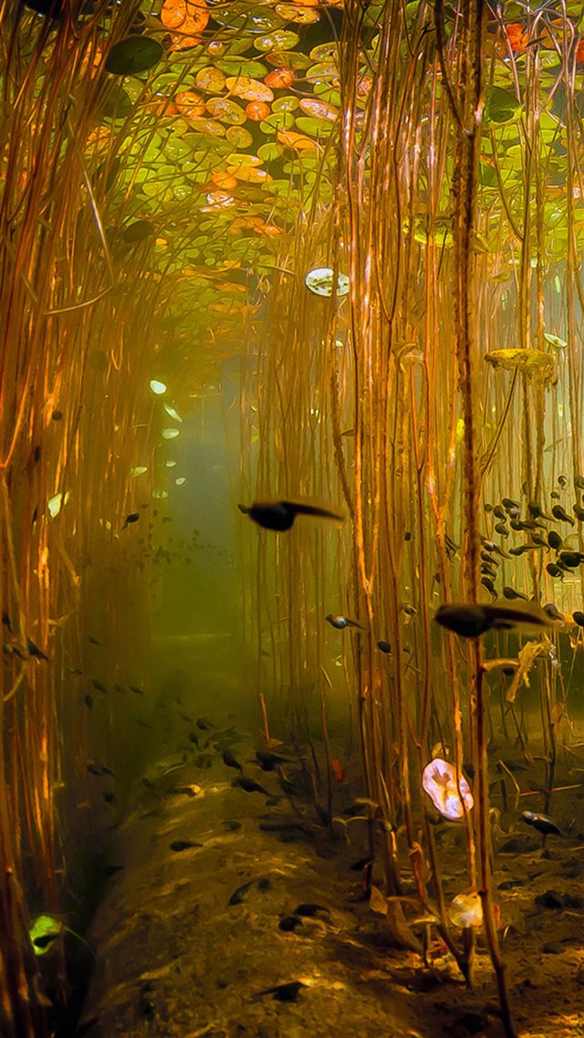 Water Tadpoles Underwater iPhone 8 wallpaper 