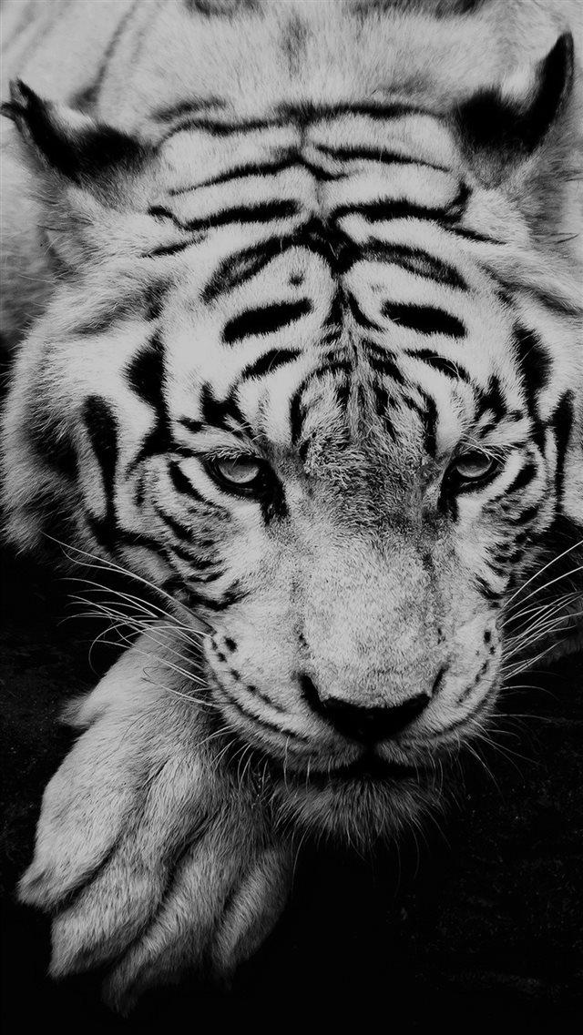 White Siberian Tiger iPhone 8 wallpaper 