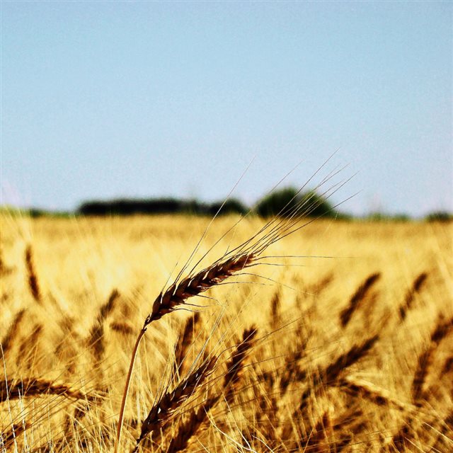 Nature Wheat Field Bright Vast Landscape iPad wallpaper 