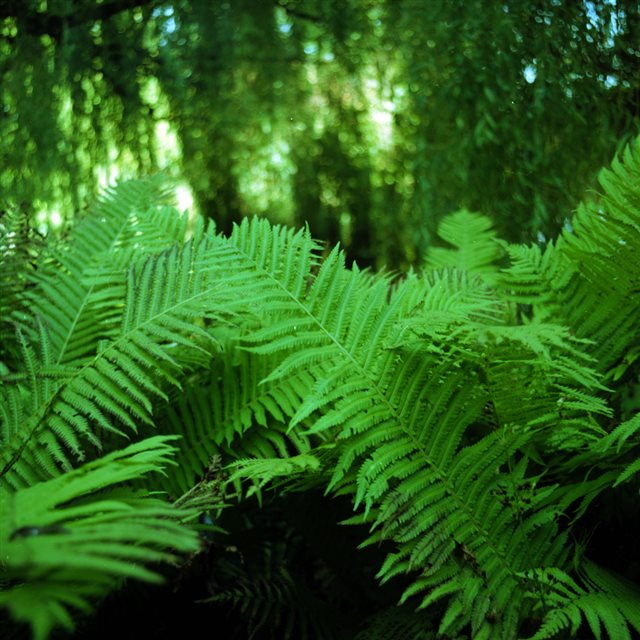 Natural Green Vitality Fern Leaves Branch iPad wallpaper 