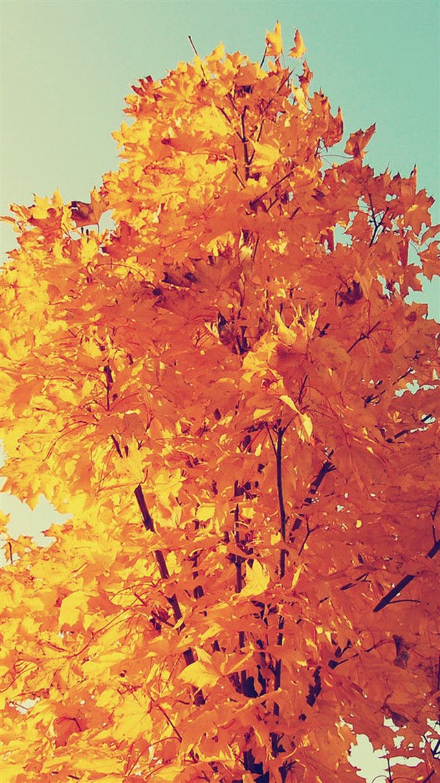 Colorful Autumn Tree Leaves iPhone 8 wallpaper 