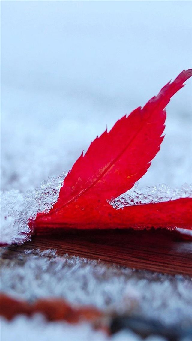 Icy Board Floor Red Leaf Macro iPhone 8 wallpaper 
