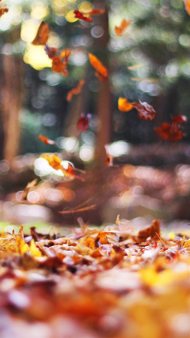 Fall Leaves Nature Tree Year Sad iPhone 8 wallpaper 