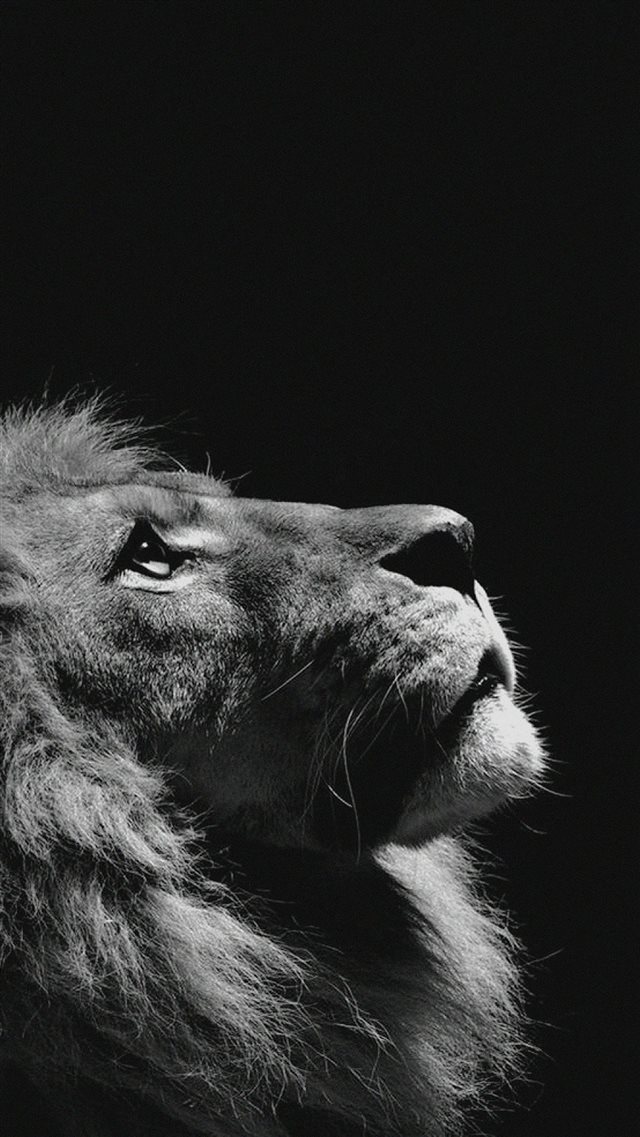 Lion Looking Sky Animal Nature Dark Photo iPhone 8 wallpaper 