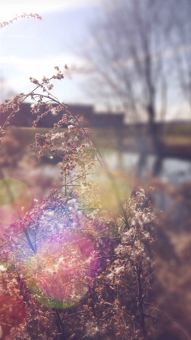 Sad Day Flower Nature Flare iPhone 8 wallpaper 