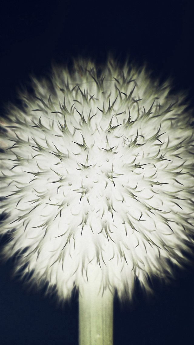 Ball Dandelion Flower Circle Nature Dark iPhone 8 wallpaper 