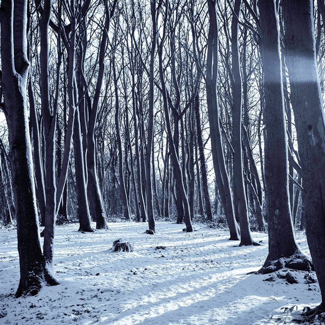 Cold Winter Forest Snow Nature Mountain iPad wallpaper 