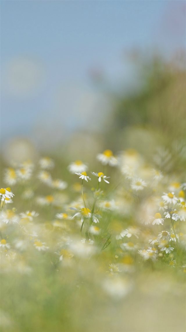 Flower Bokeh White Spring Nature iPhone 8 wallpaper 