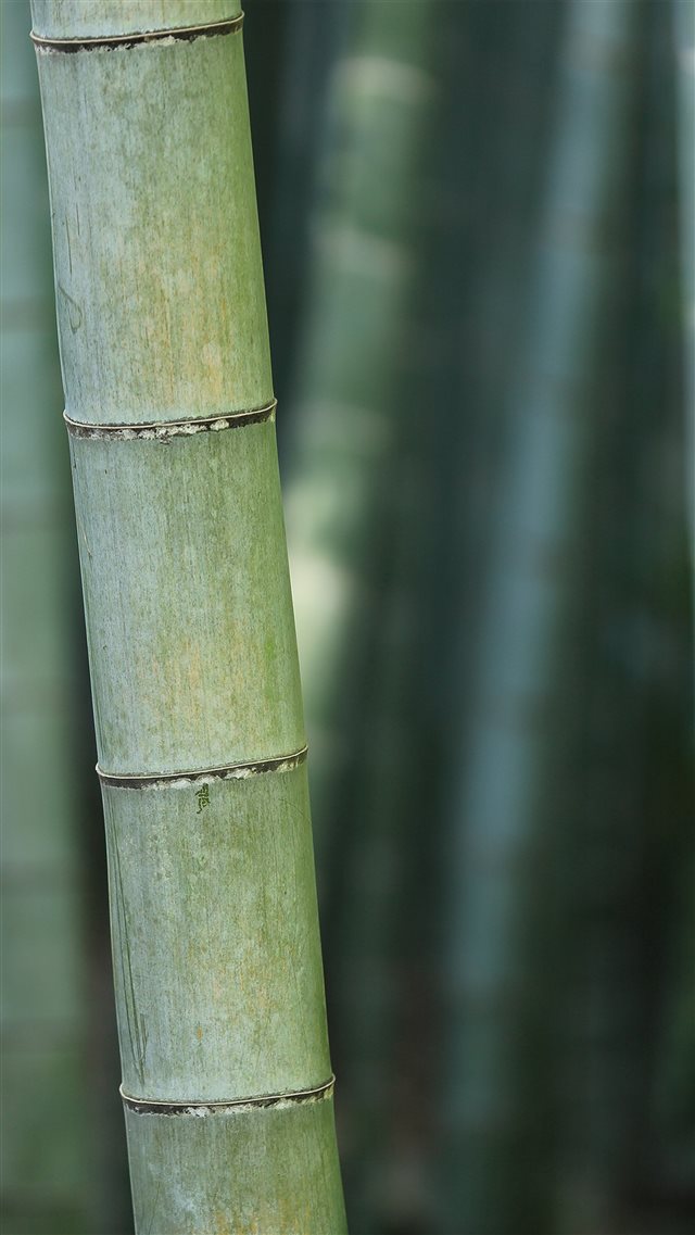 Bamboo Nature Tree Green iPhone 8 wallpaper 