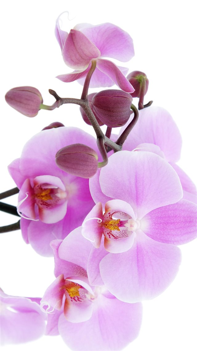 Pure Pink Orchid iPhone 8 wallpaper 