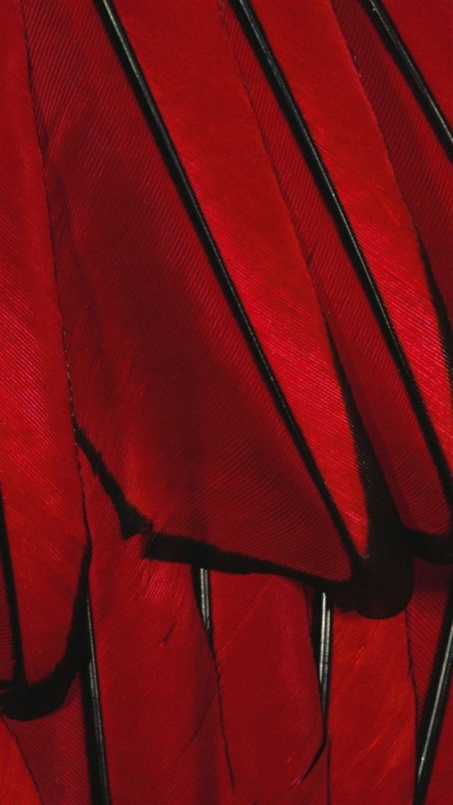 Black Red Paint Color Feather iPhone 8 wallpaper 