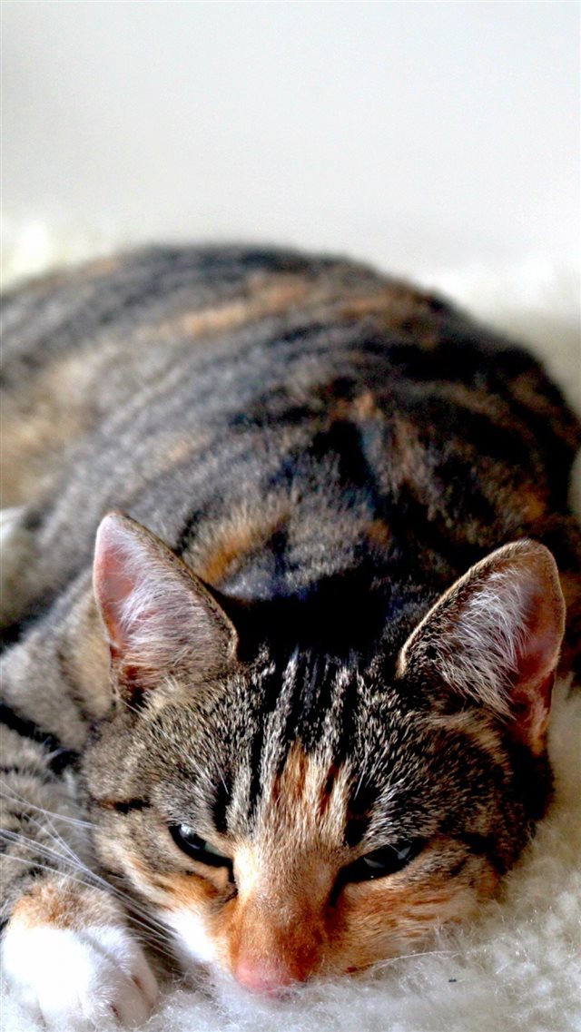Cat Lying Sleeping Striped iPhone 8 wallpaper 