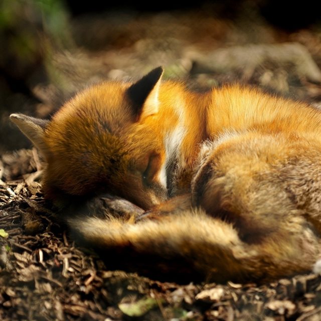 Sleeping Red Fox Animal iPad wallpaper 