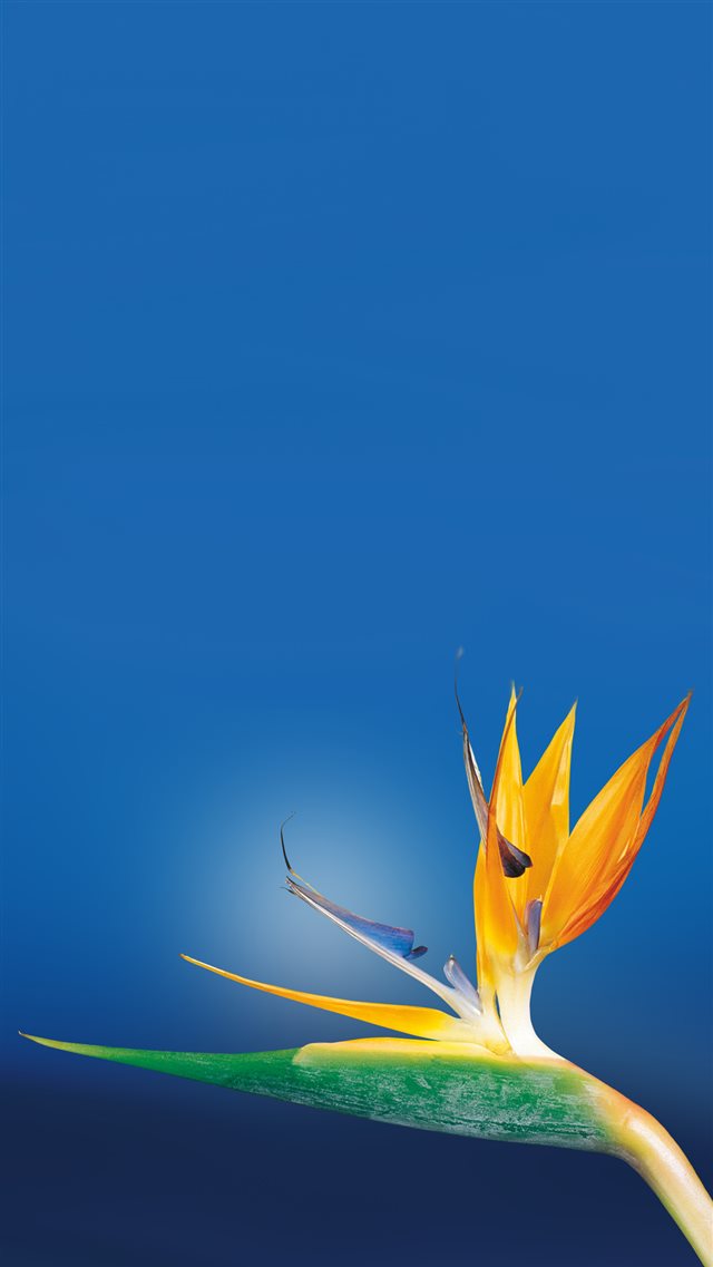Bird Of Paradise Flower Close Up iPhone 8 wallpaper 