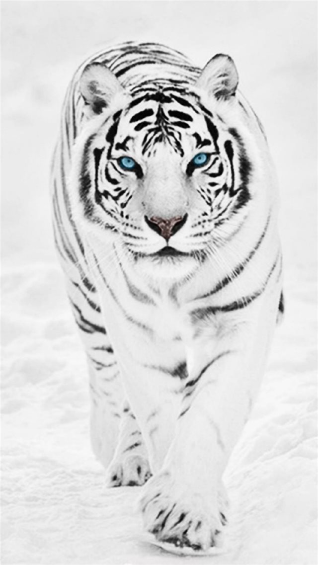 White Wild Tiger Animal Retina iPhone 8 wallpaper 