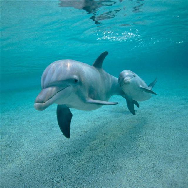 Dolphins Swimming Underwater iPad wallpaper 