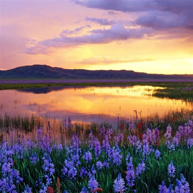 Nature Evening Blue Lavender Field iPad wallpaper 