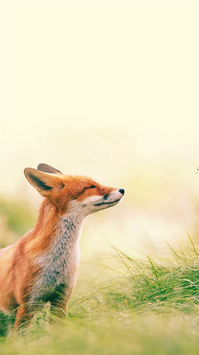 Fox Scenting Breeze iPhone 8 wallpaper 