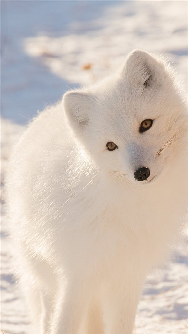 Winter Animal Fox White iPhone 8 wallpaper 