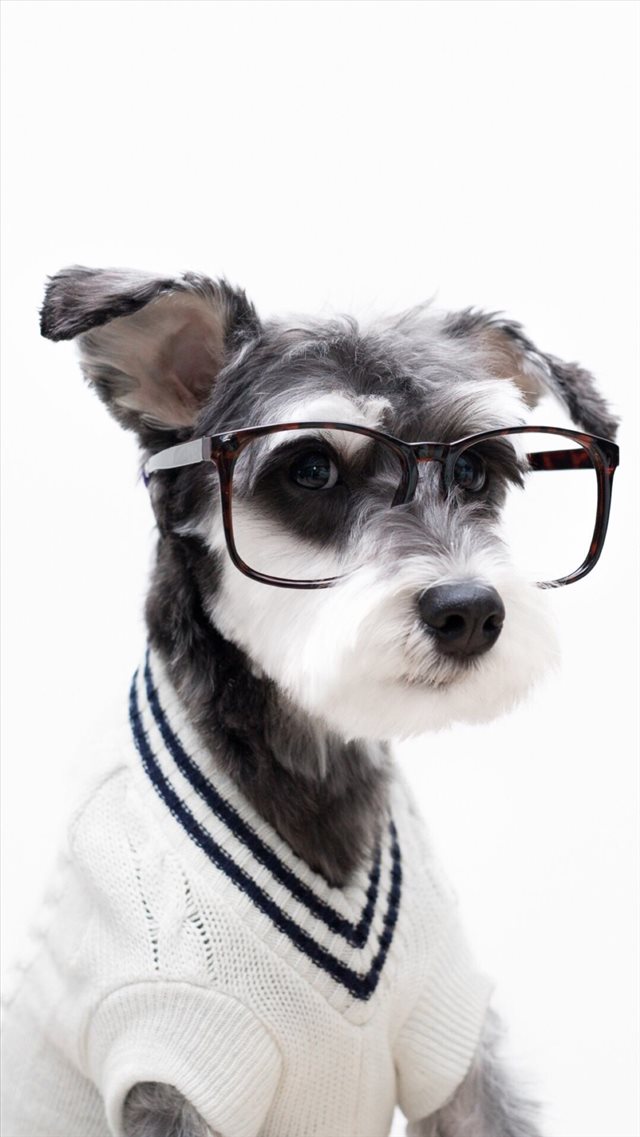 Schnauzer Cute Pet Lovely Puppy Dog iPhone 8 wallpaper 