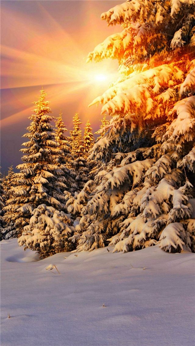 Snowy Pine Trees Sunshine iPhone 8 wallpaper 