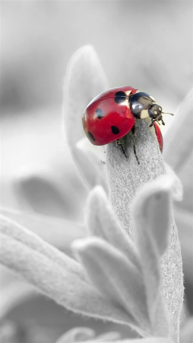 Ladybug Insect Flower Petals iPhone 8 wallpaper 