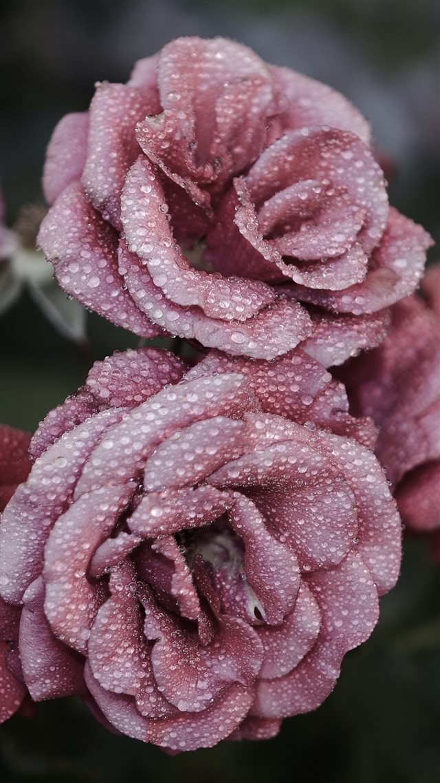 Roses Petals Drops Frost iPhone 8 wallpaper 
