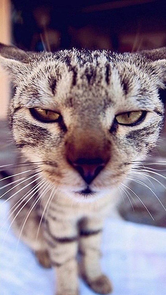 Adorkable Cat Kitten Macro Closeup iPhone 8 wallpaper 
