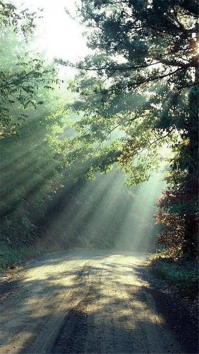 Nature Forest Sunlight Trees Road iPhone 8 wallpaper 