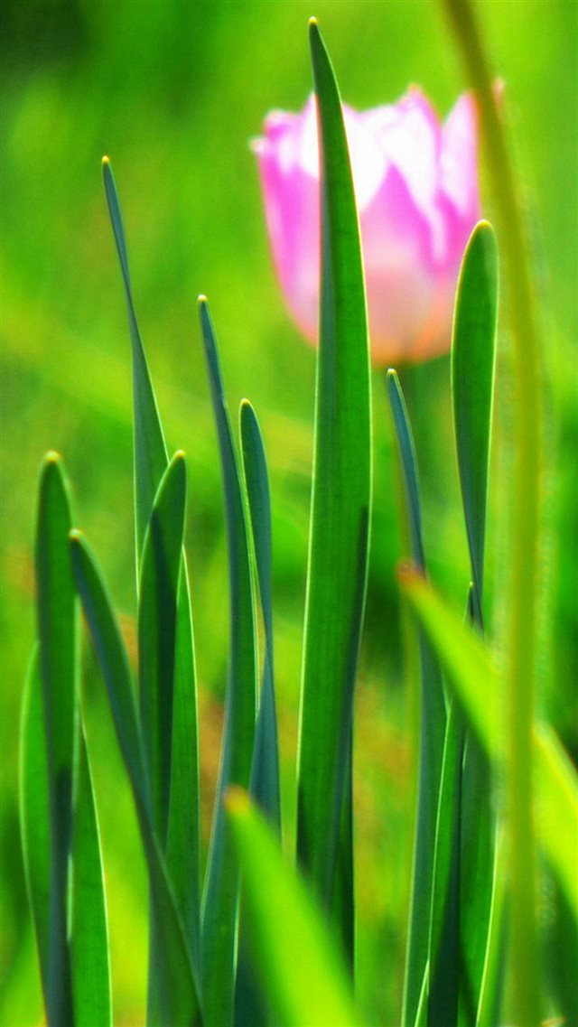 Vibrant Grass And Flowers iPhone 8 wallpaper 