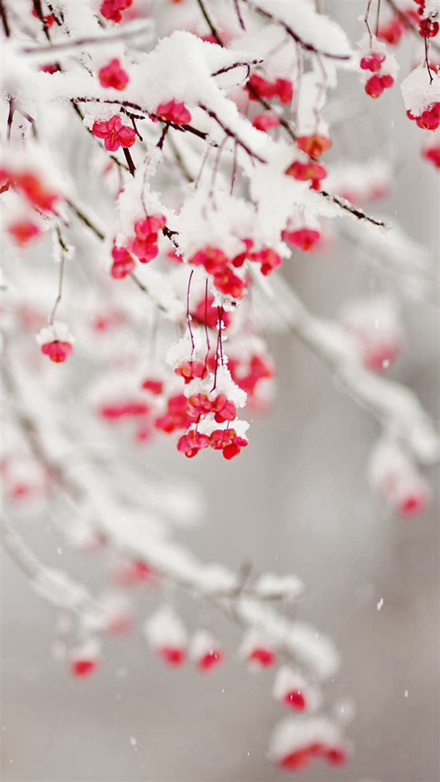 Winter Snowy Pure Icy Fruit Branch iPhone 8 wallpaper 