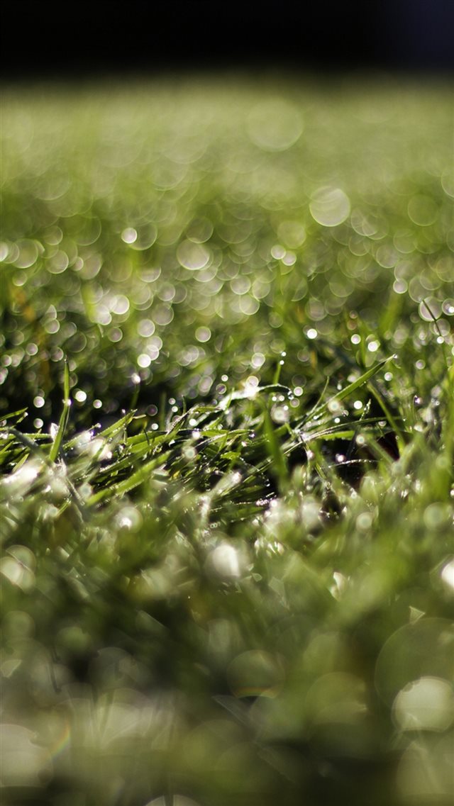 Grass Drops Dew Grass Glare iPhone 8 wallpaper 